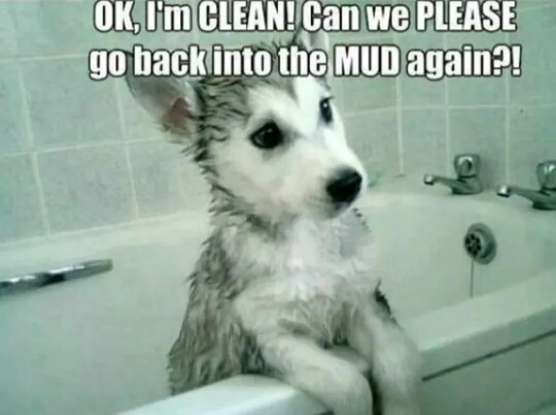 Cute husky puppy