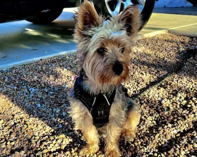 Scruffy dog in America's Favorite Pet contest