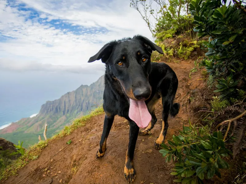Beauceron shepard bieg dog, Kauai, Hawaii