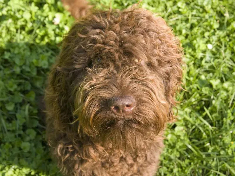 Barbet puppy