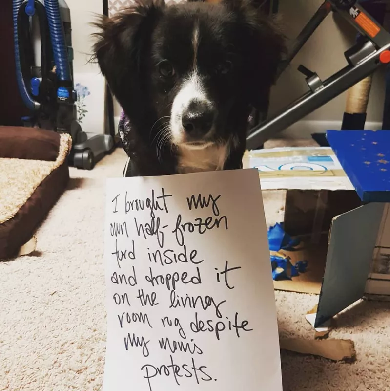 Smally furry white dog being dog shamed