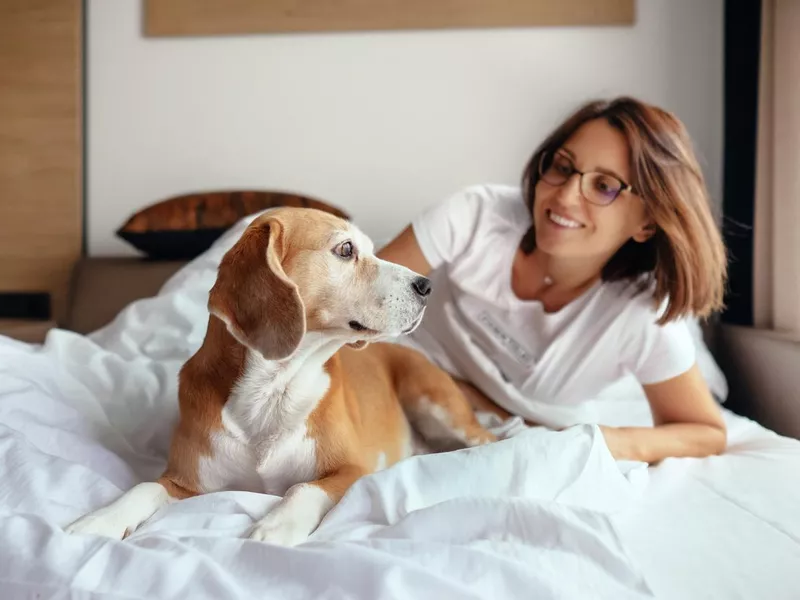 Woman and beagle dog wake up and meet new day in bed