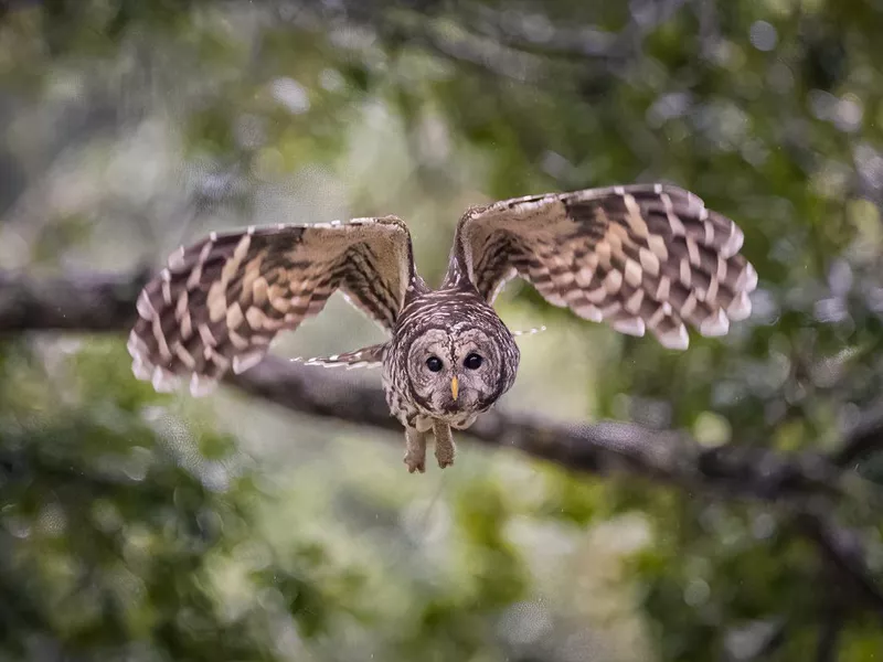 Barred owl in flight