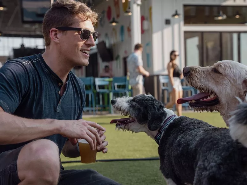 Man Plays with Puppies at Outdoor Urban Dog Park