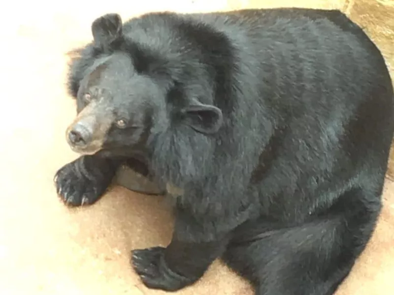 Sad bear at Three Bears General Store