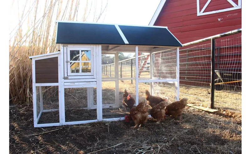 Zylina Superior Hen House, DDP-1524MC
