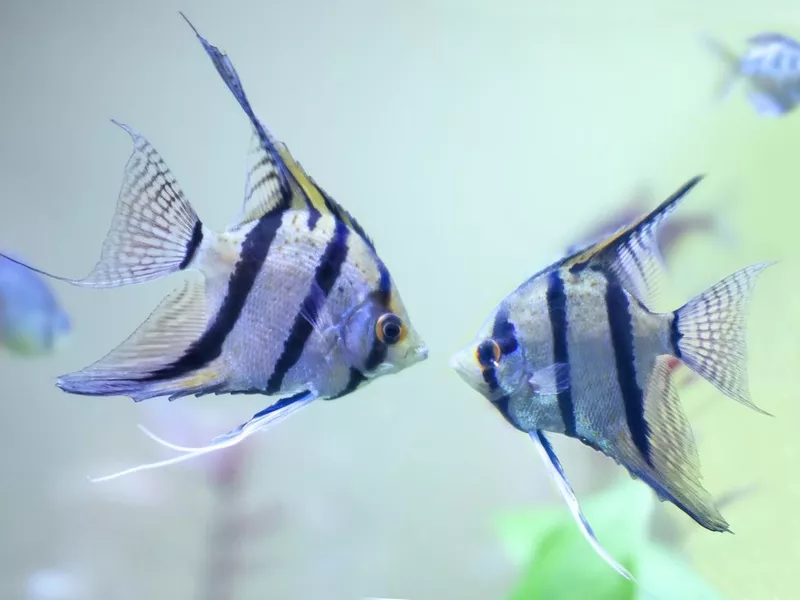 Angelfish