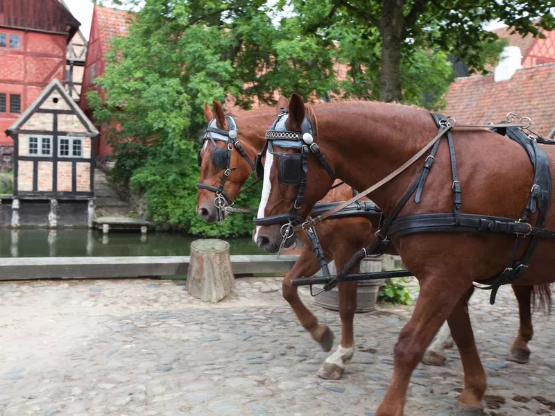red horses
