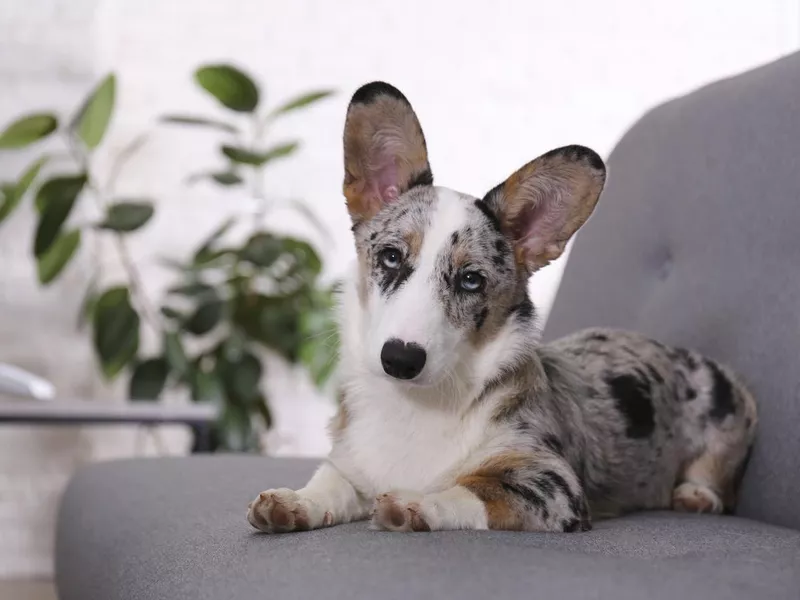 Blue merle corgi