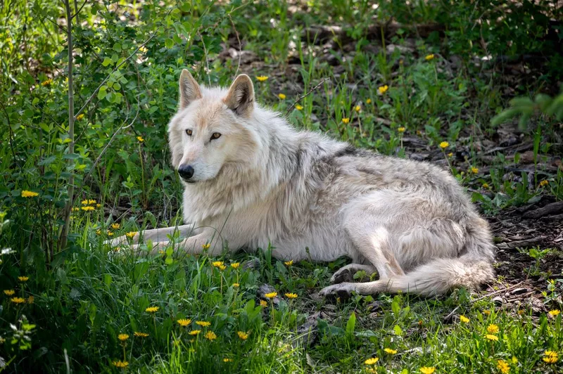 Wolfdog