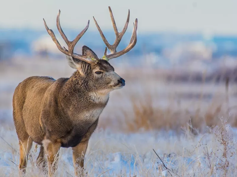 A large mule deer buck