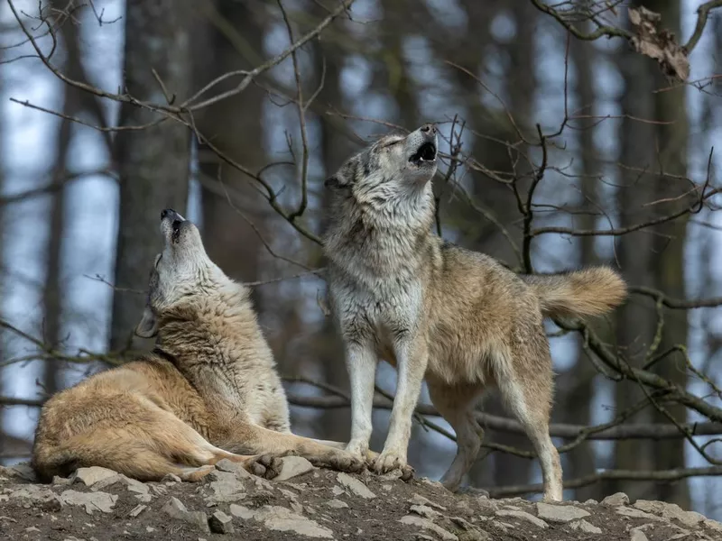 Two howling wolves