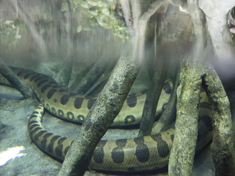 Green Anaconda