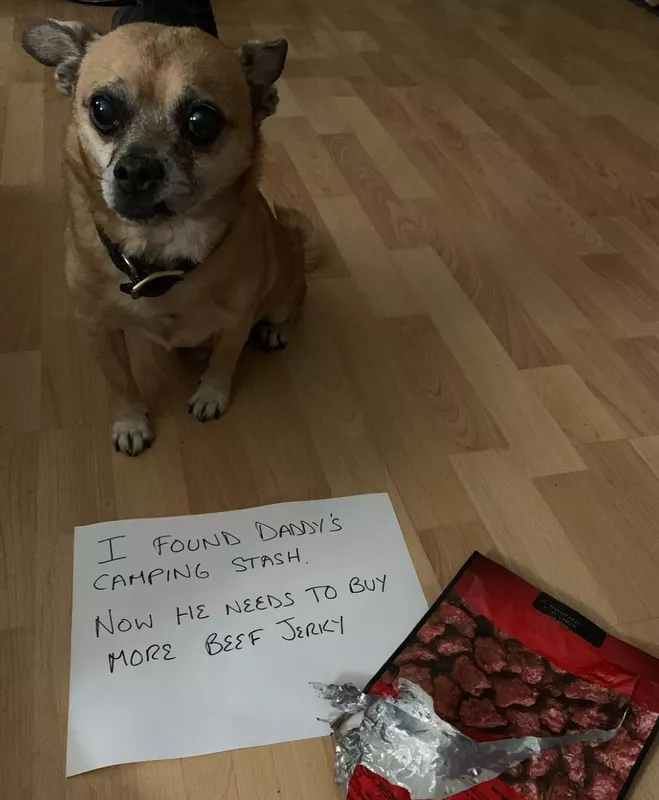 Small dog eats beef jerky
