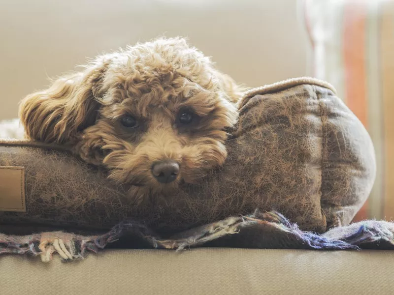 Cute Cavapoo