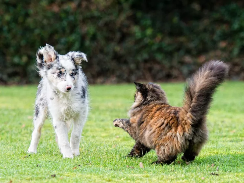 Cat and dog fighting