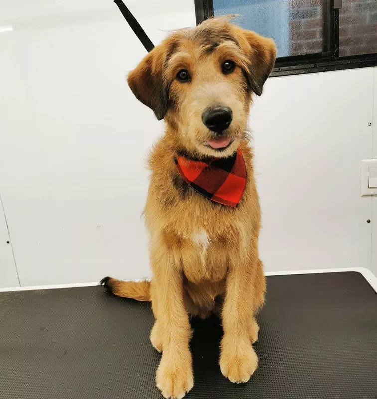 Fun Fact: Husky Poodle Mix