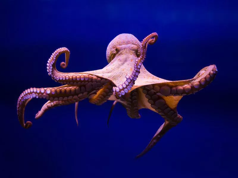 octopus
