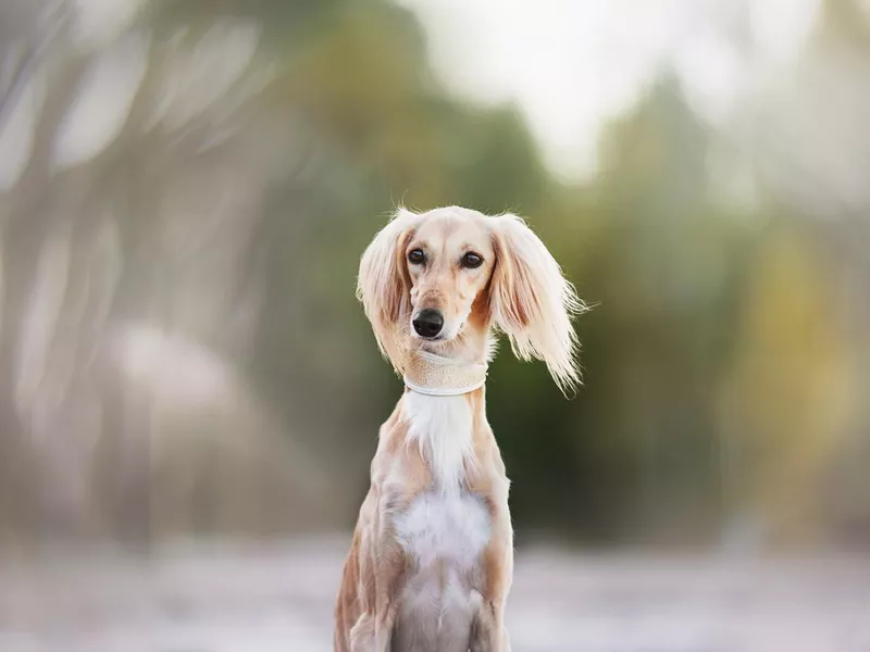 Young Saluki