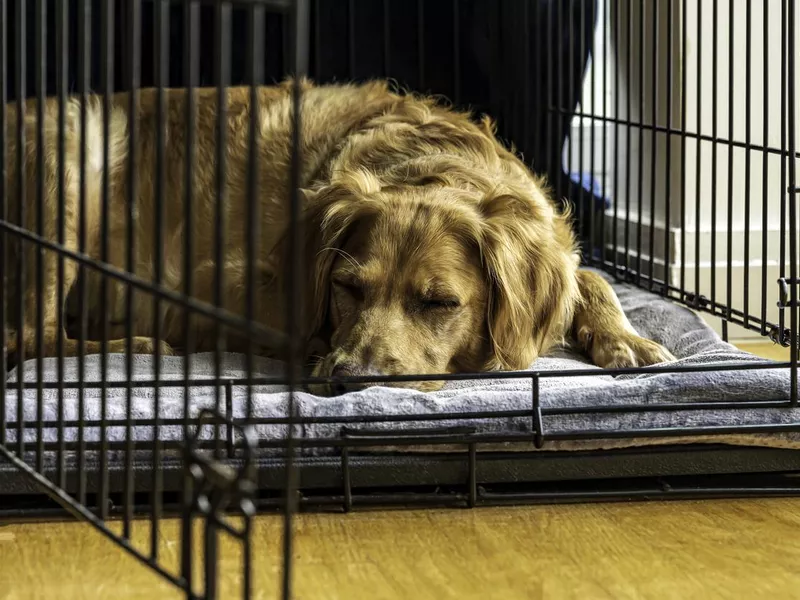 Golden Retriever sleeping in an open crate on a blanket