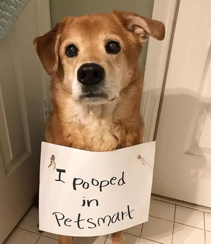 Pooped in PetSmart