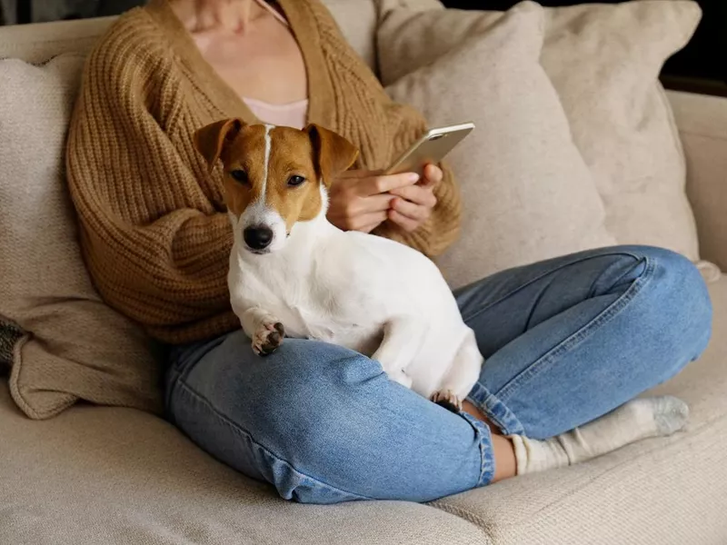 jack russell terrier pup sitting with its female owner