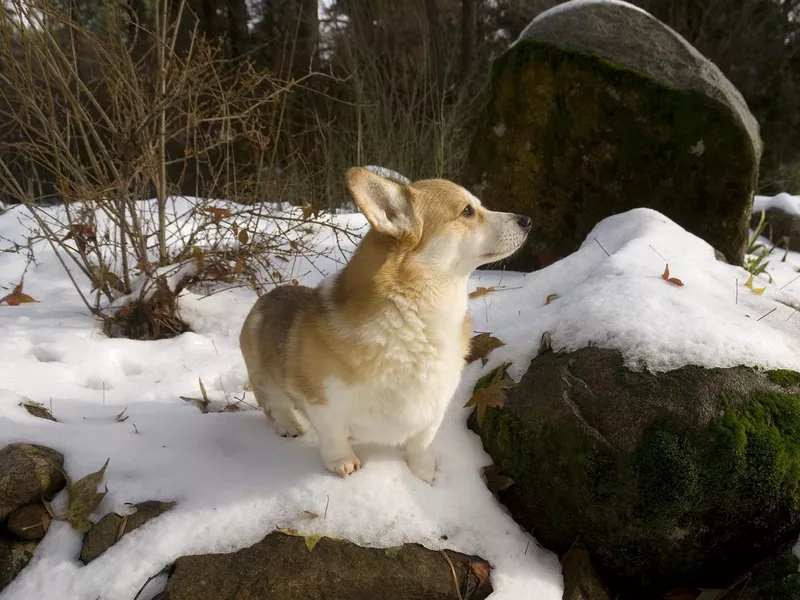 Pembroke Welsh Corgi in snowy landscape