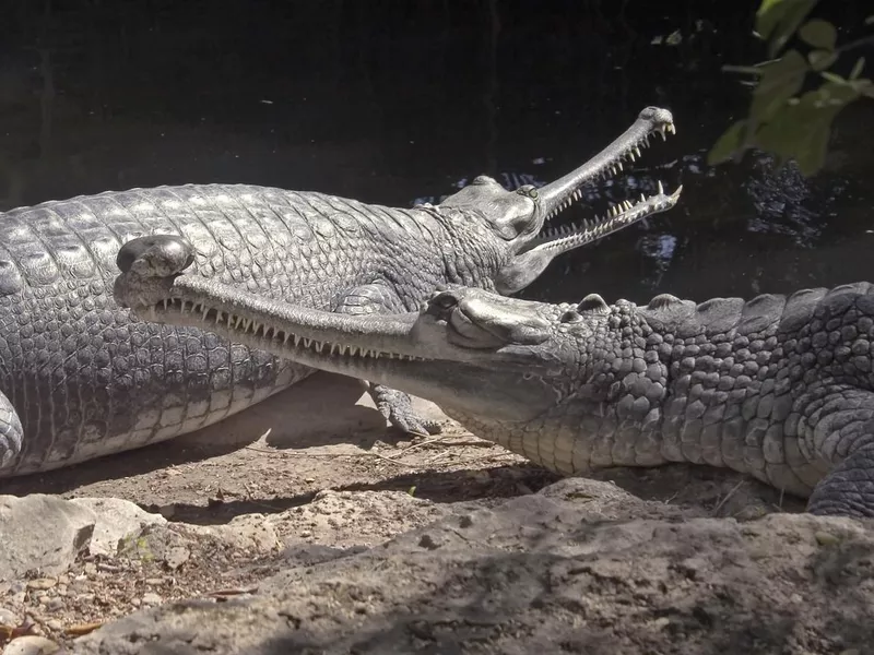 Slender snouted crocodiles
