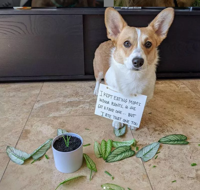 Corgi destroyed plant