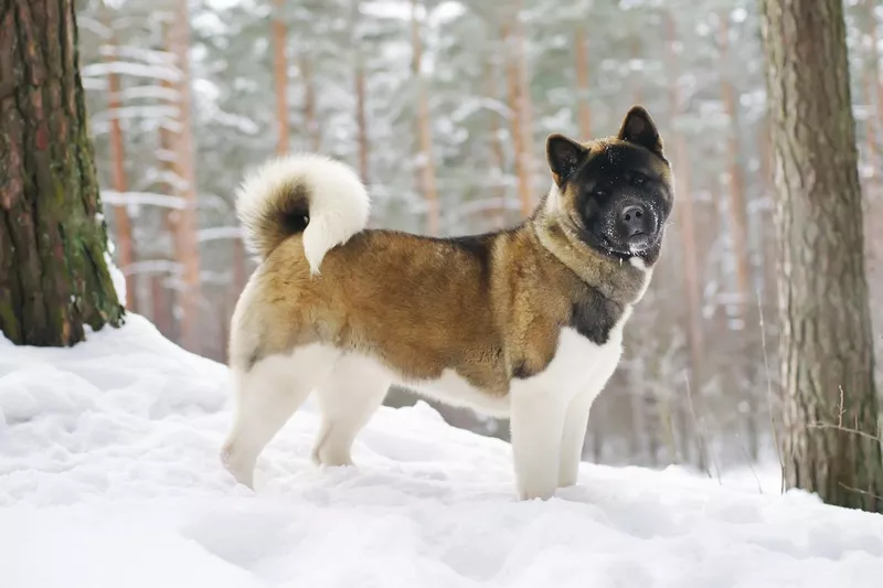 American Akita