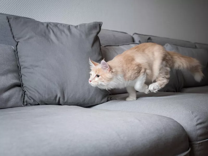 Maine coon cat