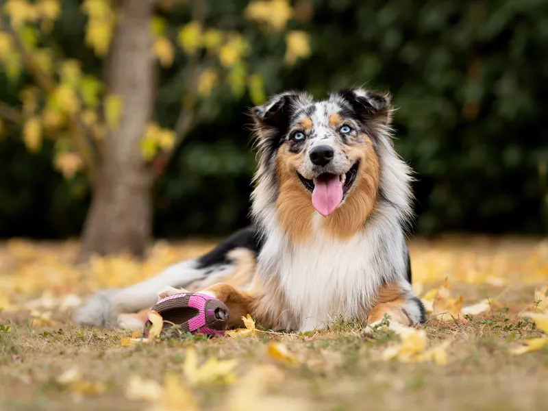 Australian Shepherd