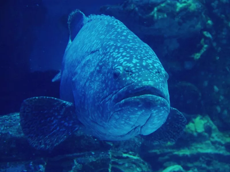 Goliath grouper