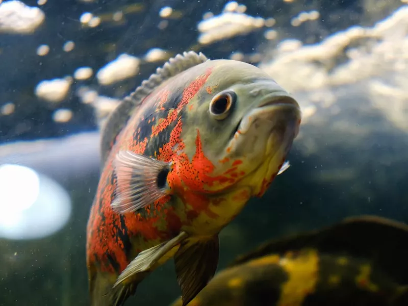 Oscar fish