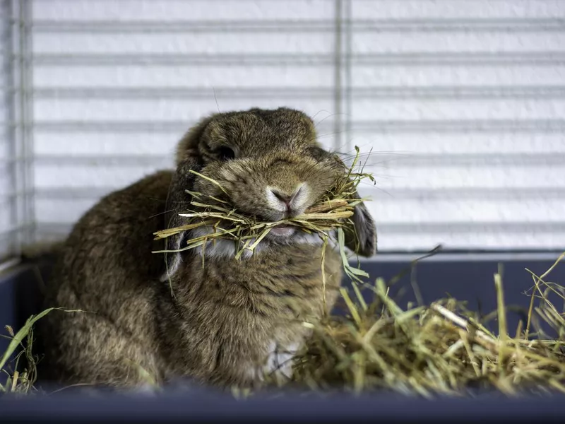 Funny cute lop rabbit bunny