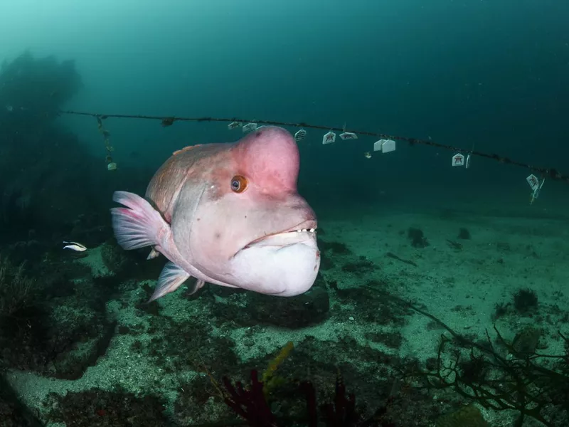 Asian Sheepshead Wrasse