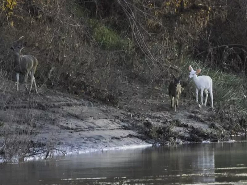 Unusual white mule deer