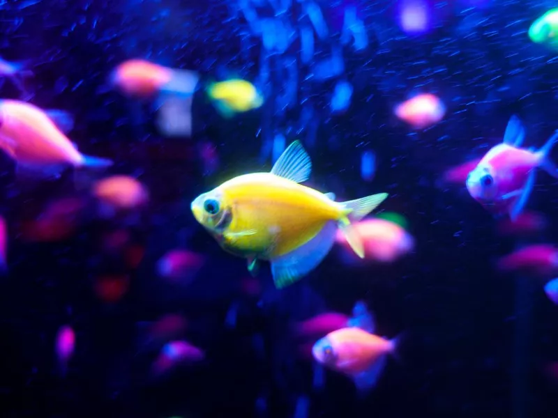 GloFish