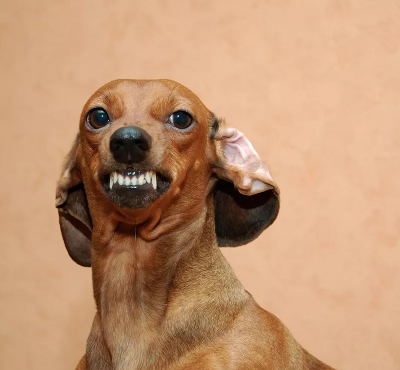 Badger dog