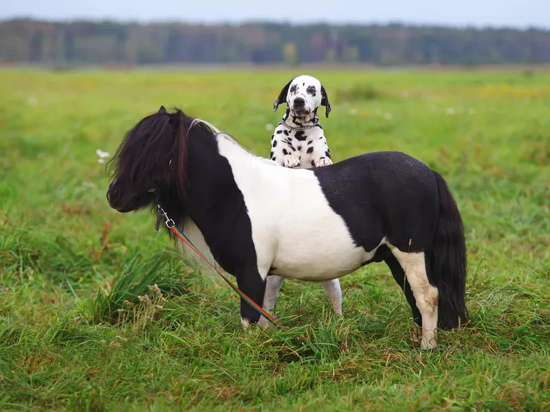 Dalmatian dog standing on hind legs near Shetland pony horse