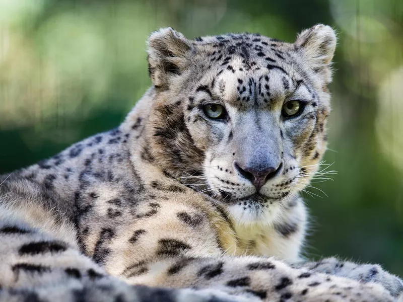 Snow Leopard