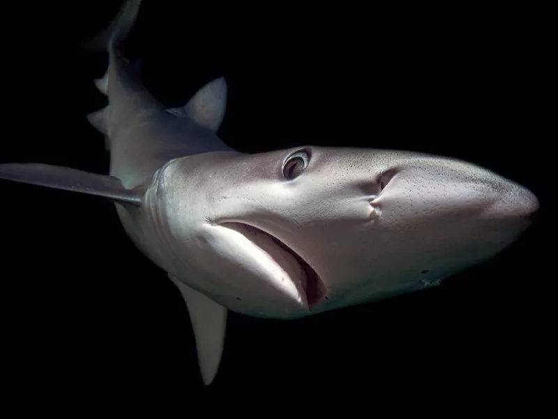 A blue shark in Cabo San Lucas, Mexico