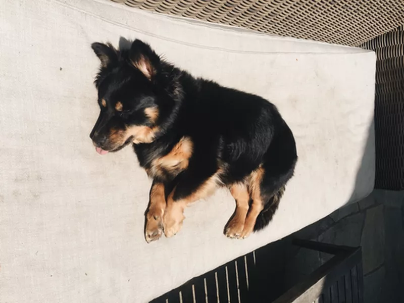 German shepherd and corgi Mix
