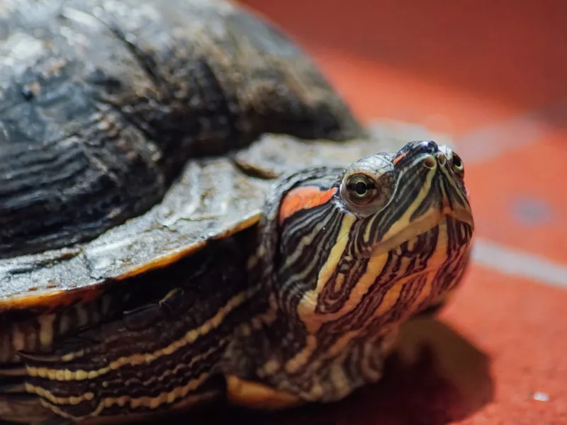Red-Eared Slider Turtle