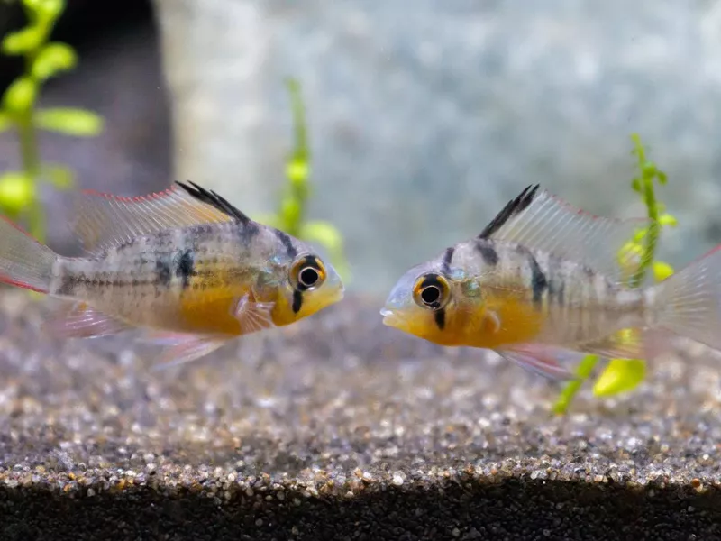 Bolivian rams