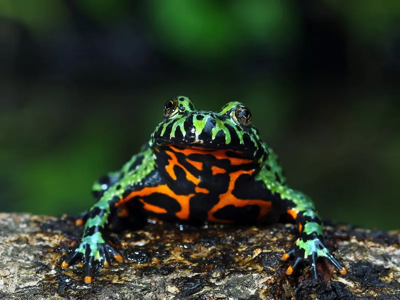 Oriental Fire-Bellied Toad