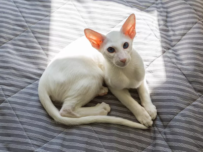 Oriental Shorthair