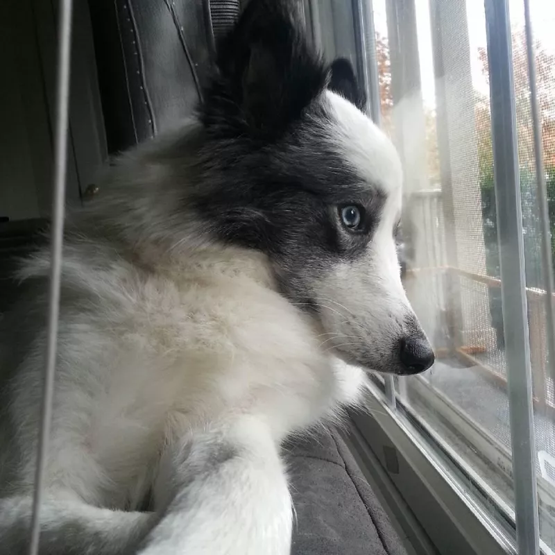 Husky American Eskimo Mix