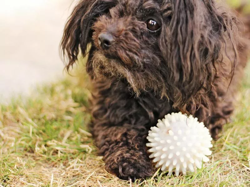 Russian tsvetnaya bolonka playing with ball