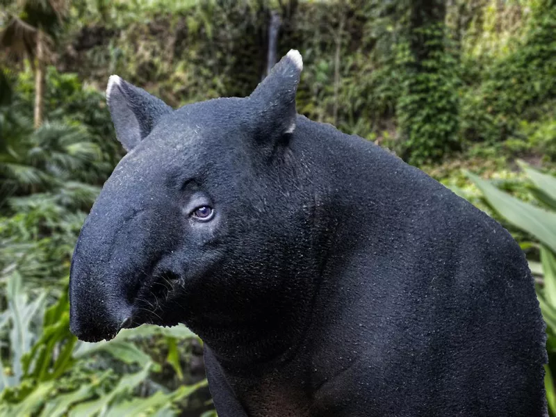 South American Tapir
